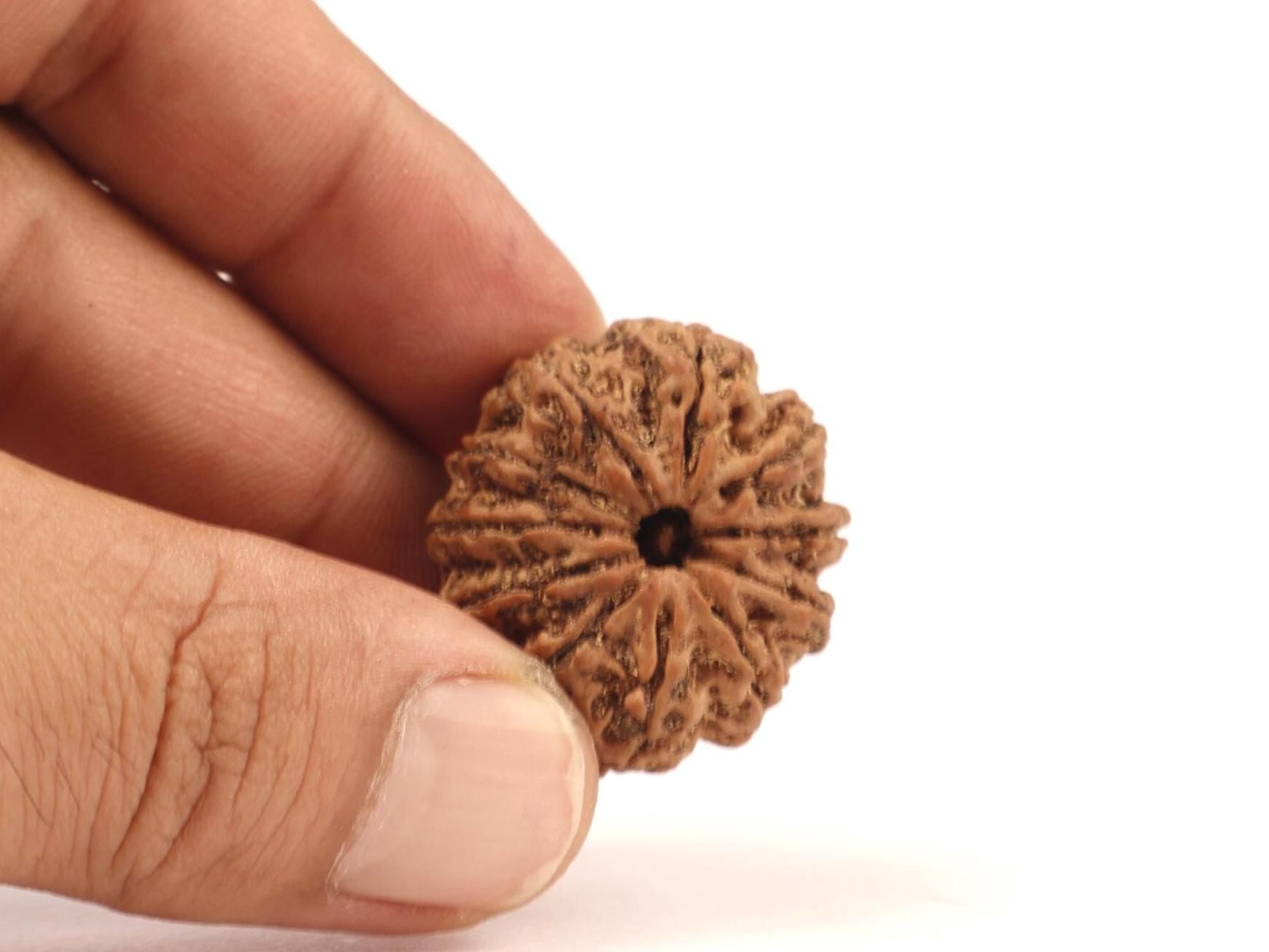 11 Mukhi Natural Rudraksha Bead, Original Nepali Rudraksha Blessed By Lord Hanuman
