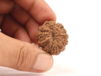 11 Mukhi Natural Rudraksha Bead, Original Nepali Rudraksha Blessed By Lord Hanuman