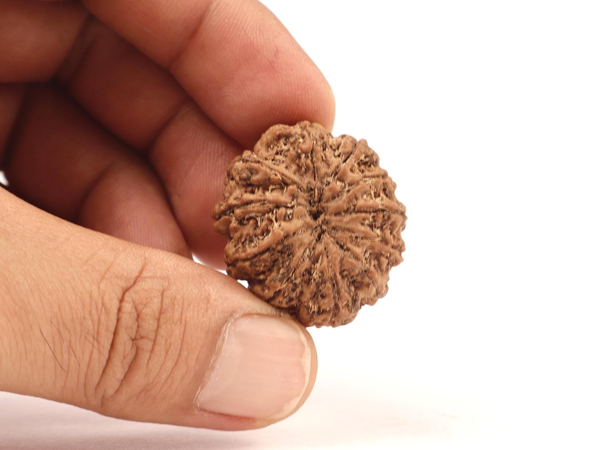 11 Mukhi Natural Rudraksha Bead, Original Nepali Rudraksha Blessed By Lord Hanuman