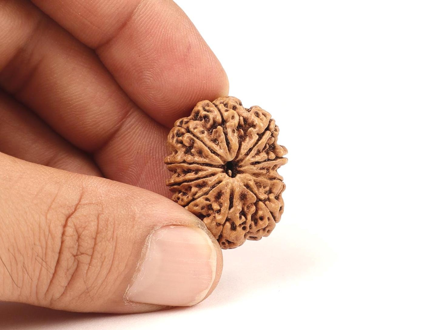 Certified Natural 10 Mukhi Rudraksha Beads, Nepal Origin