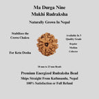 Nepali 9 Mukhi Natural Rudraksha Seed