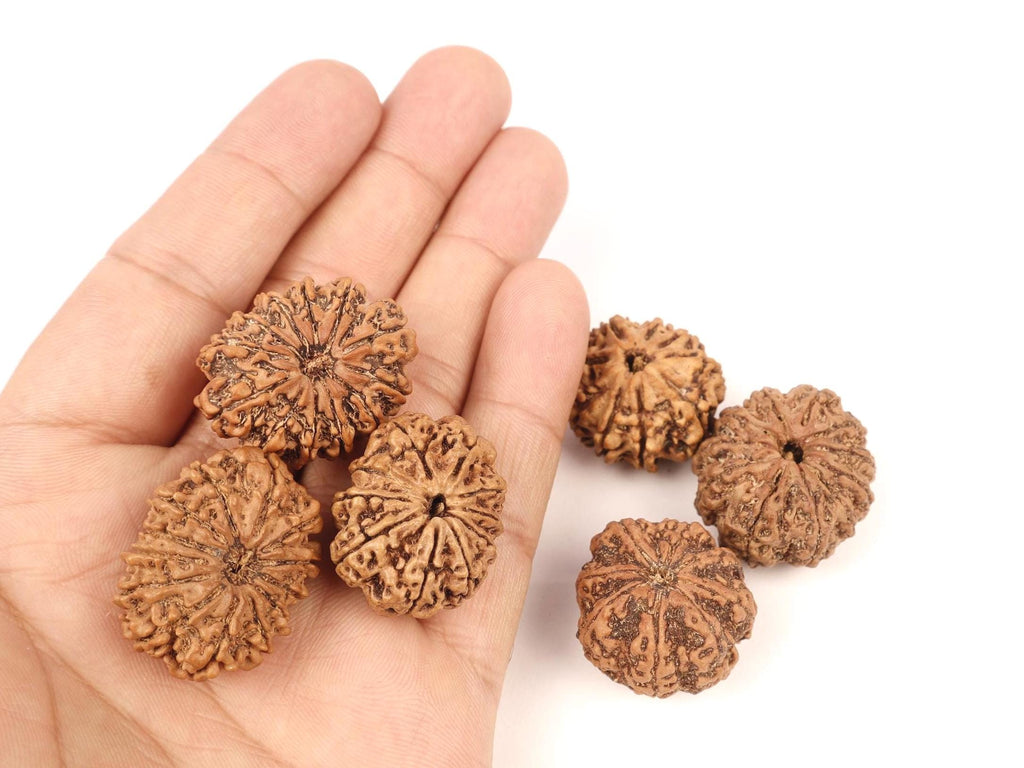 Tridev Protection Bracelet, 8 to 13 Mukhi Rudraksha Beads, Protection From Divine Forces