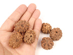 Tridev Protection Bracelet, 8 to 13 Mukhi Rudraksha Beads, Protection From Divine Forces