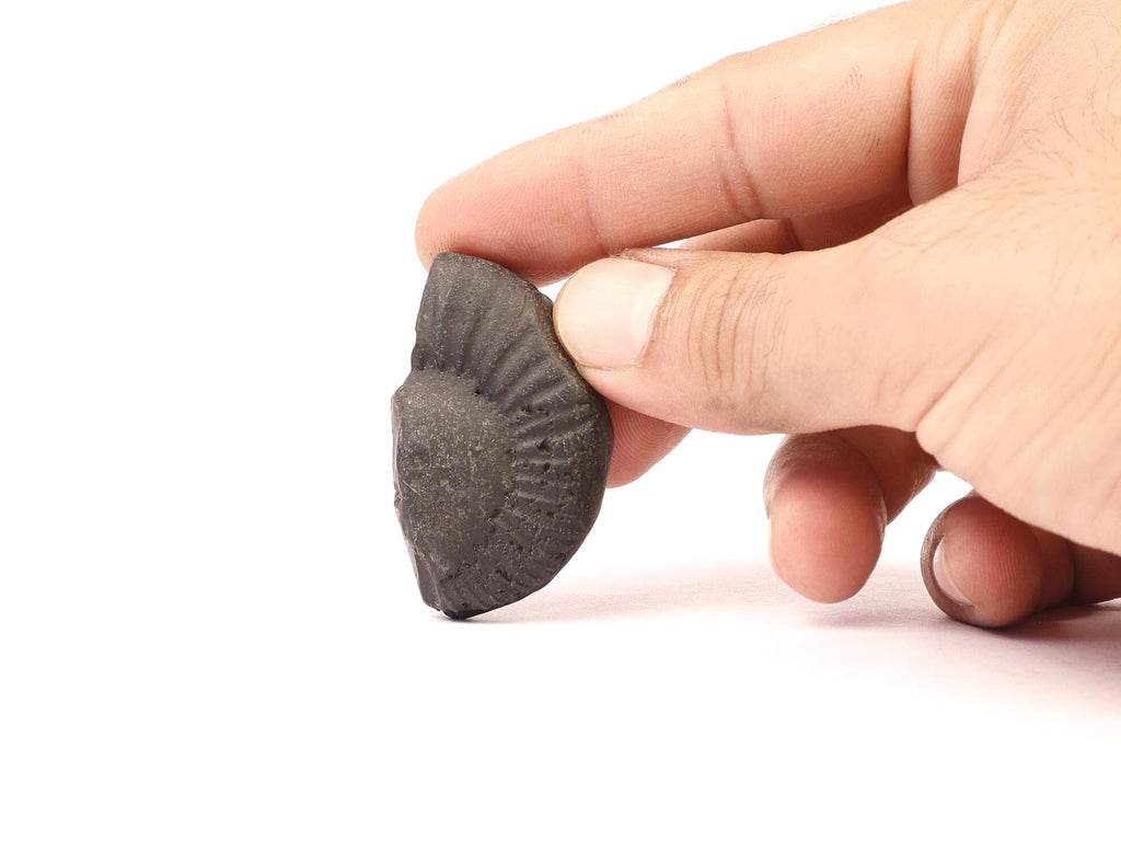 Aardha Nabhi Shaligram, Sacred Vishnu Stone Nepal