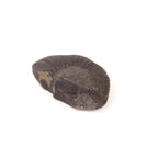 Ardha Nabhi Shila Shaligram | Rare Ardha Nabhi Vishnu Stone for Puja from Gandaki River Nepal, Meditation and Chakra Balance