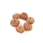 Tridev Protection Bracelet, 8 to 13 Mukhi Rudraksha Beads, Protection From Divine Forces