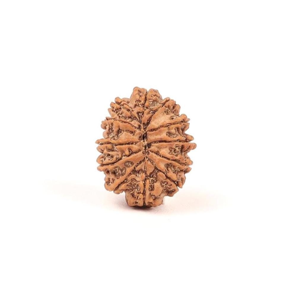 12 Mukhi Rudraksha Bead From Nepal