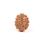12 Mukhi Rudraksha Bead From Nepal
