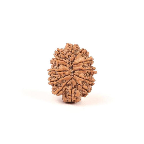 12 Mukhi Rudraksha Bead From Nepal