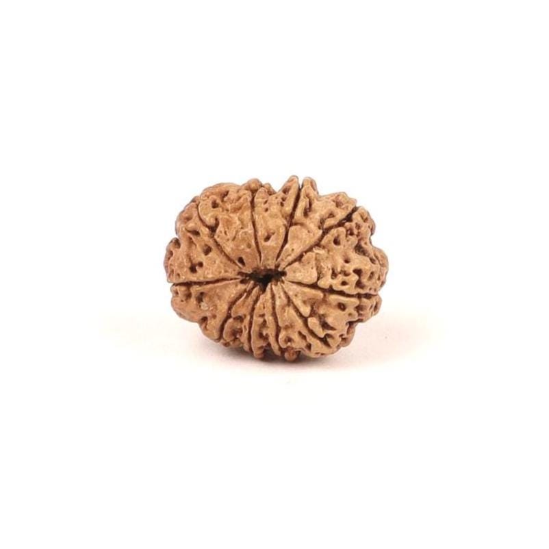 Certified Natural 10 Mukhi Rudraksha Beads, Nepal Origin