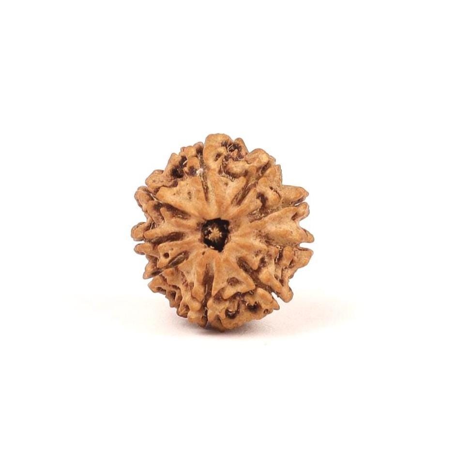 Nepali 9 Mukhi Natural Rudraksha Seed