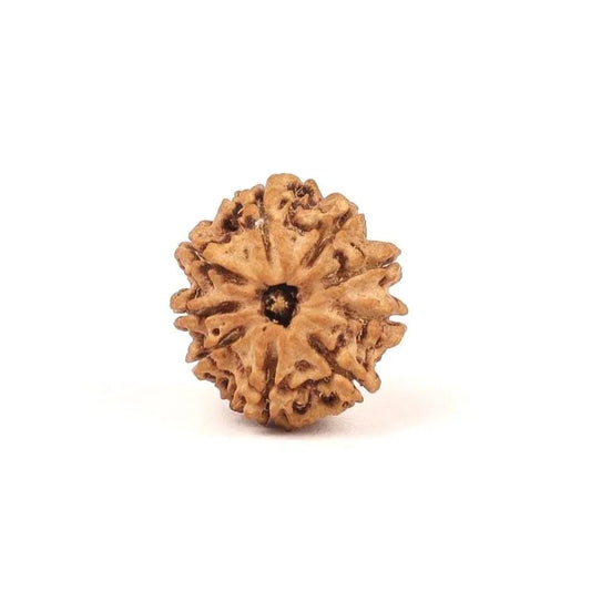 Nepali 9 Mukhi Natural Rudraksha Seed