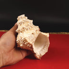 Kuber Shankh Symbol Of Lord Kuber, The God Of Wealth And Prosperity