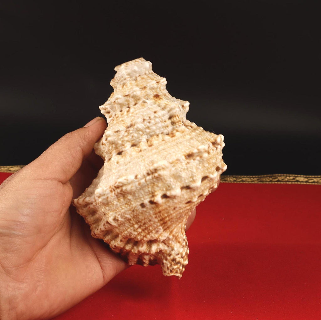 Kuber Shankh Symbol Of Lord Kuber, The God Of Wealth And Prosperity