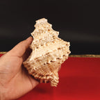 Kuber Shankh Symbol Of Lord Kuber, The God Of Wealth And Prosperity