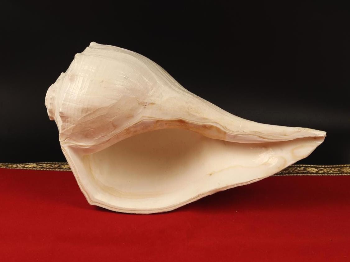 Giant Right Hand Conch Shell, Jal Arpan Argha Sankha