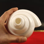 Blowing Sankha Turbinella Pyrum, Extra Large Conch Shell For Sound Healing