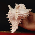 Mahabharat Sankha, Ancient Blowing Conch Shell
