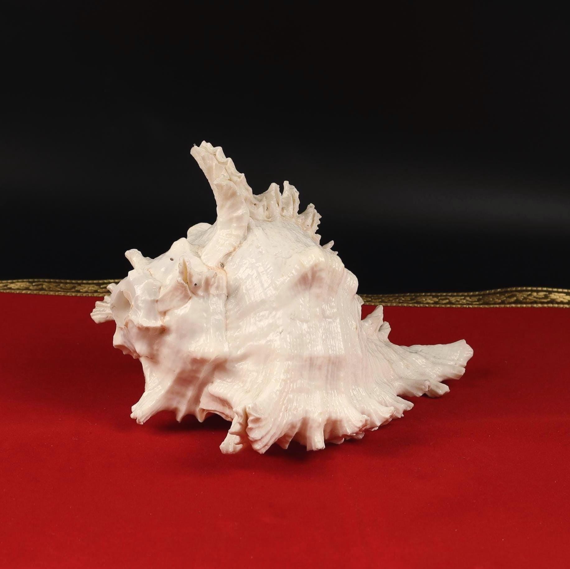 Mahabharat Sankha, Ancient Blowing Conch Shell