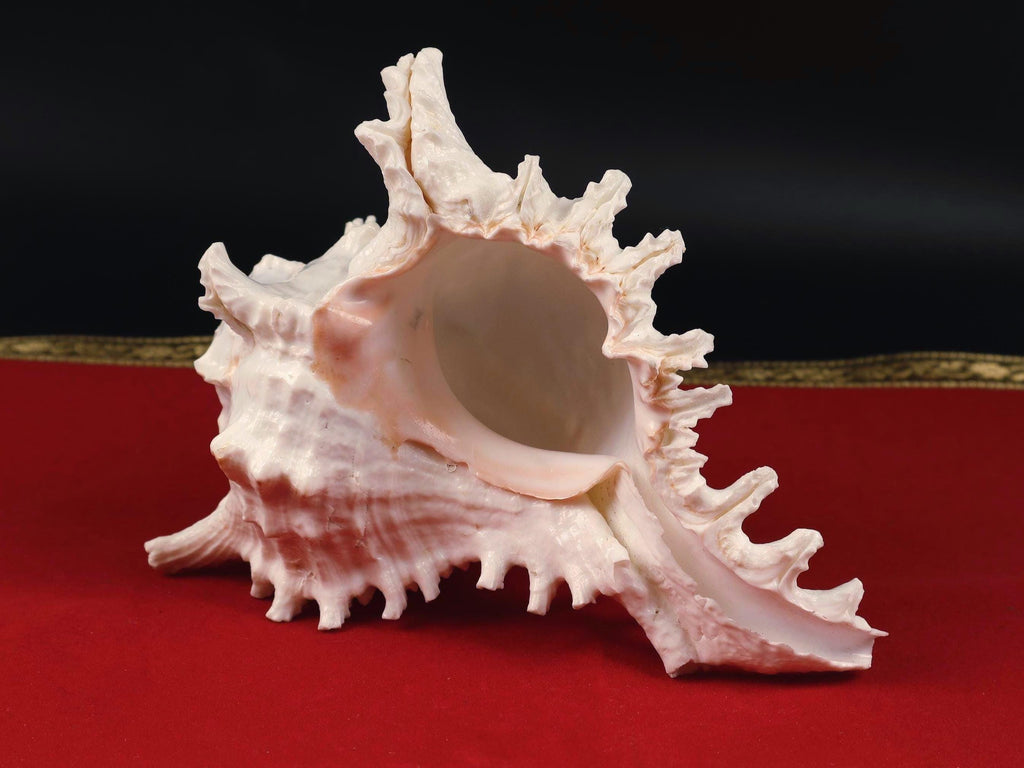 Mahabharat Sankha, Ancient Blowing Conch Shell