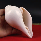 Real Blowing Conch Shell, One Of The Eight Auspicious Symbols In Buddhism, Medium Size