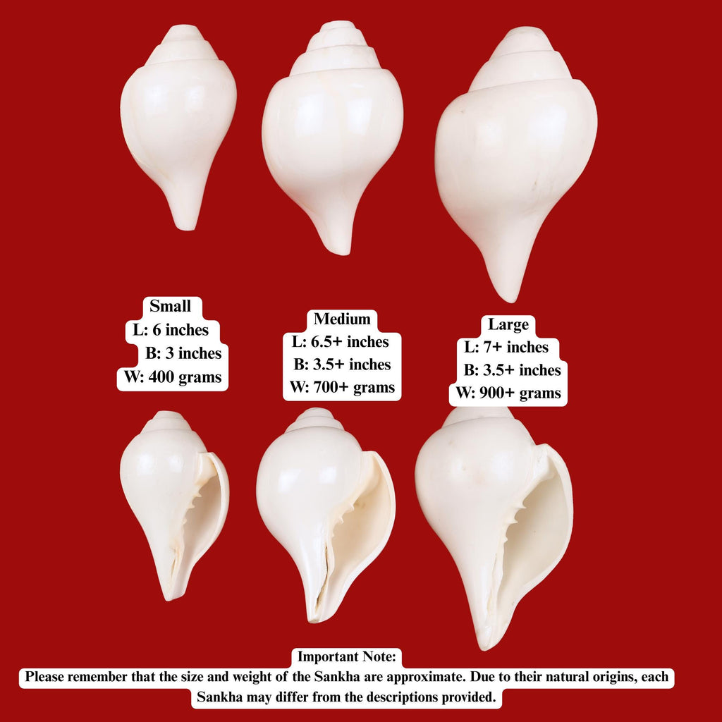 Real Blowing Conch Shell, One Of The Eight Auspicious Symbols In Buddhism, Medium Size