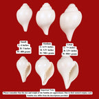 Real Blowing Conch Shell, One Of The Eight Auspicious Symbols In Buddhism, Medium Size