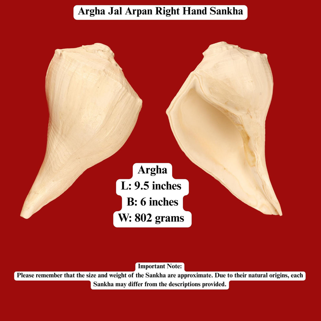 Giant Right Hand Conch Shell, Jal Arpan Argha Sankha
