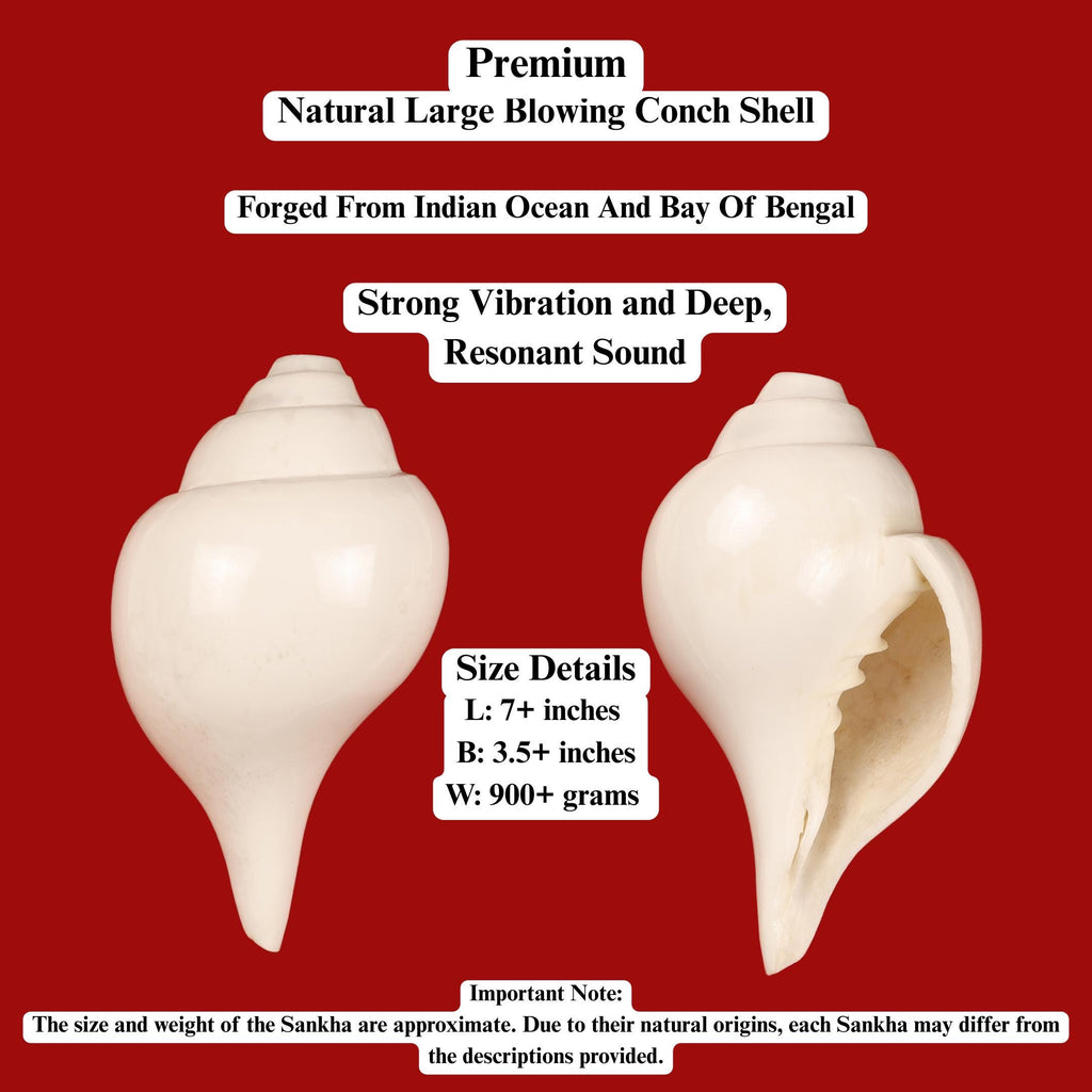 Traditional Blowing Sankha, Large Natural Conch Shell For Blowing, Practices & Sacred Sound
