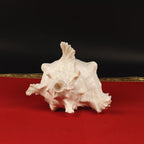 Mahabharat Sankha, Ancient Blowing Conch Shell