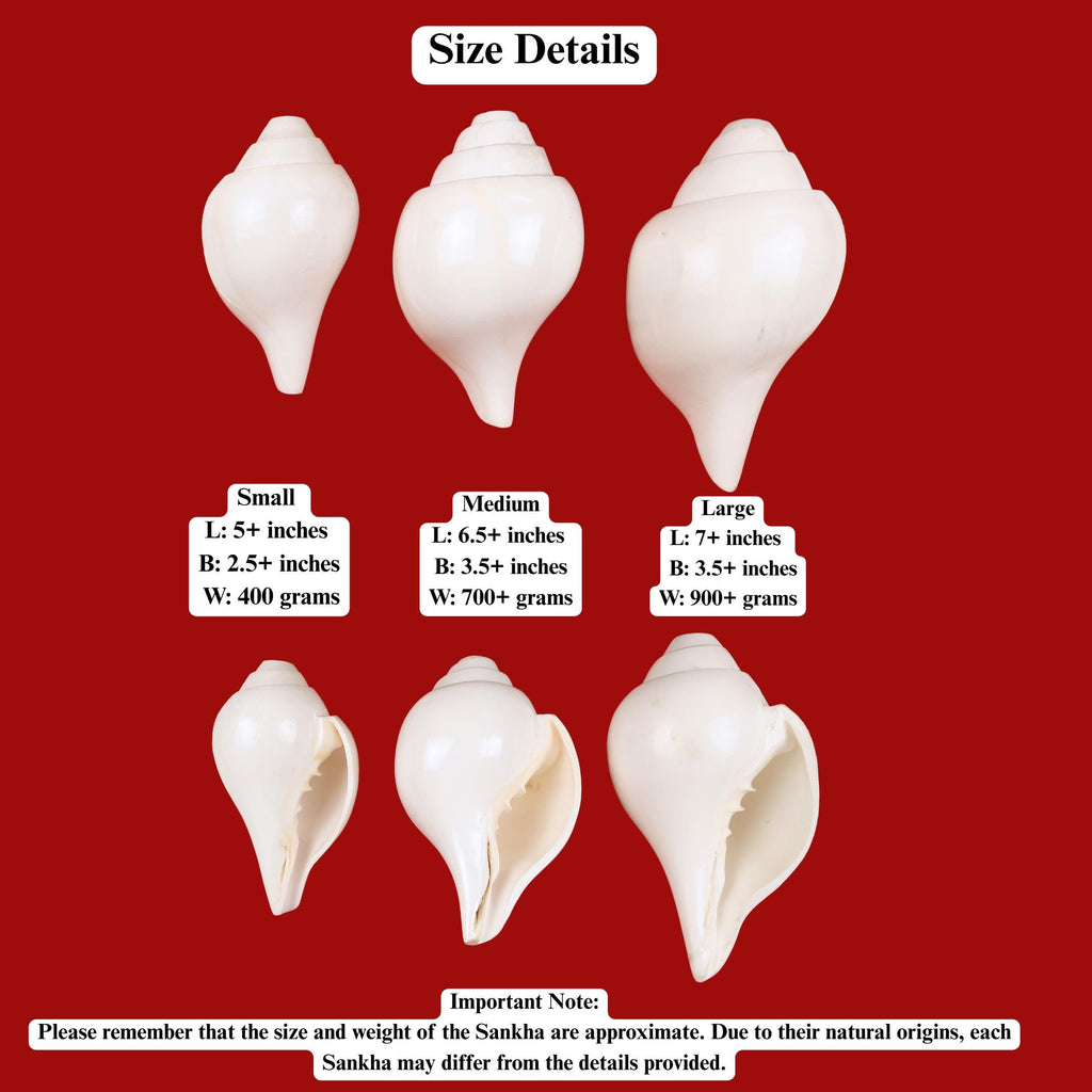 Vamavarti Shankh, Left Hand Spiral Sankha For Purifying Environment, Dispel Negativity, The Sound Of Om, Small Size