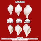 Vamavarti Shankh, Left Hand Spiral Sankha For Purifying Environment, Dispel Negativity, The Sound Of Om, Small Size