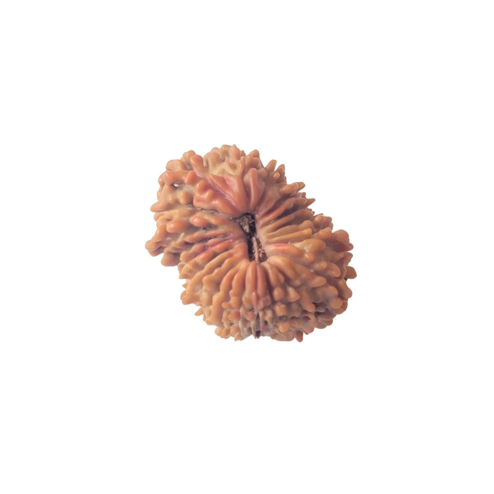 21 Mukhi Nepali Rudraksha Bead