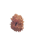 21 Mukhi Nepali Rudraksha Bead