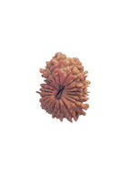 21 Mukhi Nepali Rudraksha Bead