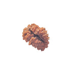 19 Faces Rudraksha Bead