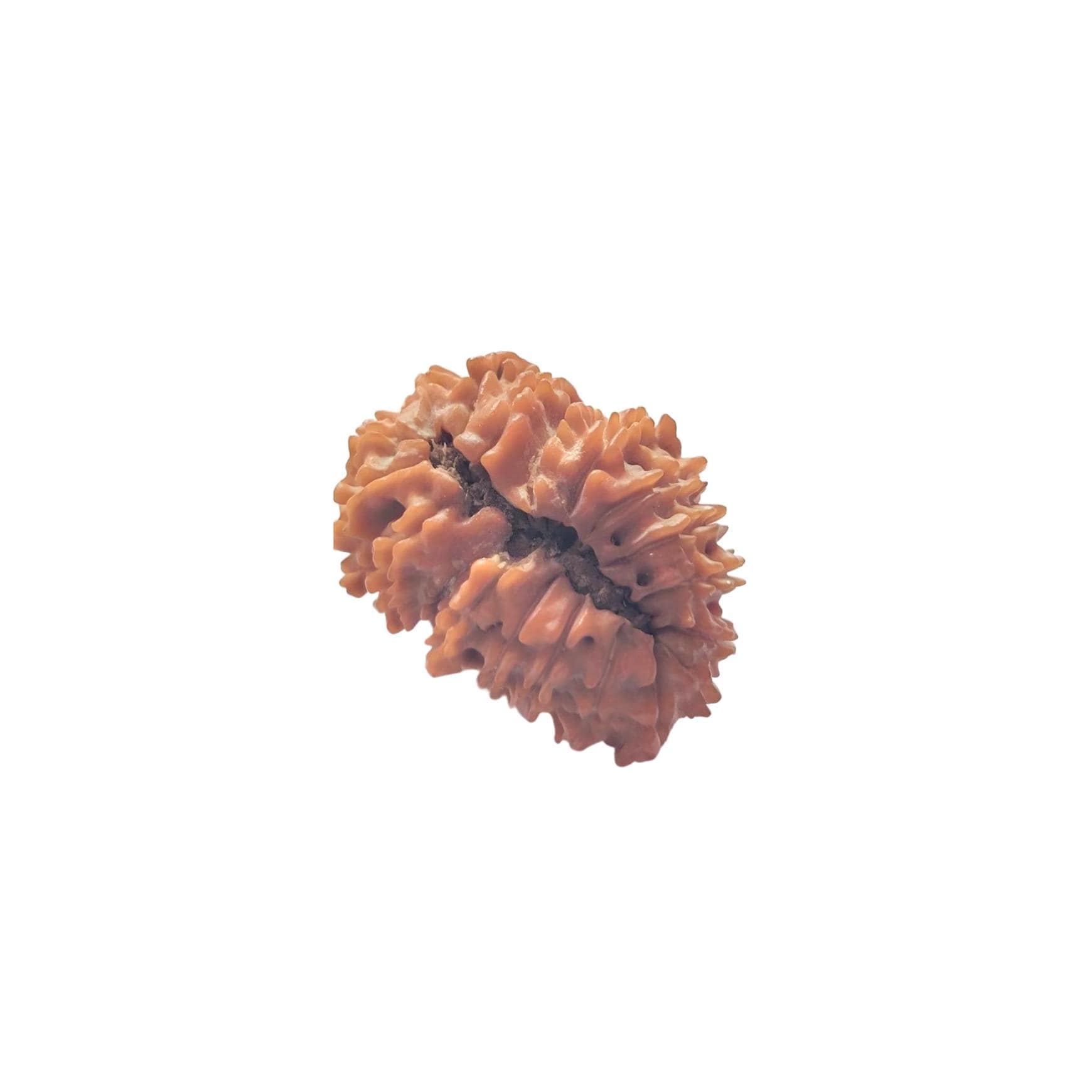 19 Faces Rudraksha Bead