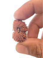 19 Faces Rudraksha Bead