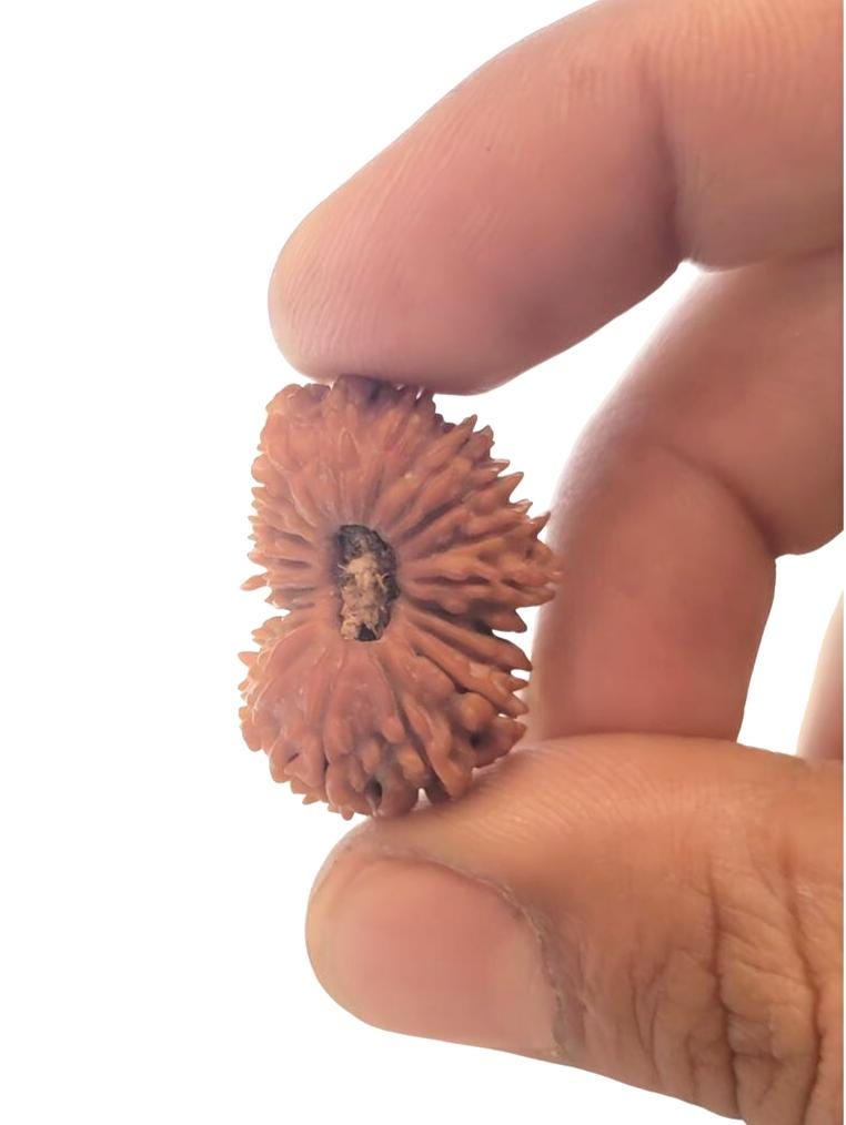 Extremely Rare 19 Mukhi Rudraksha From Nepal