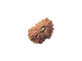 19 Faces Rudraksha Bead
