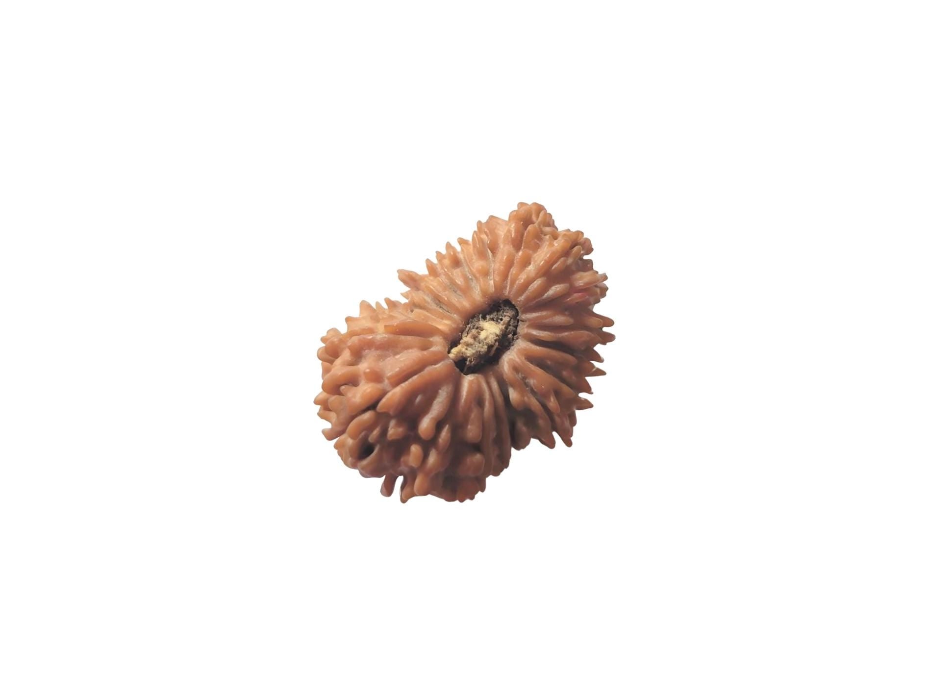 19 Faces Rudraksha Bead