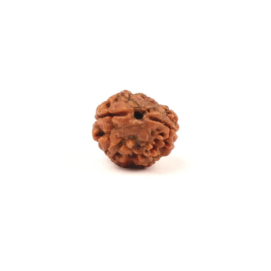 Single authentic brown Rudraksha bead on a white background