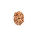 10 Mukhi Rudraksha Bead: Nepal, Lord Vishnu, Navagraha Protection