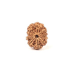 10 Mukhi Rudraksha Bead: Nepal, Lord Vishnu, Navagraha Protection