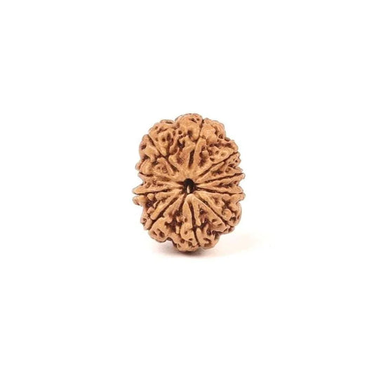 Single authentic Rudraksha bead with natural texture on a white background