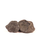 Laxmi Narayan Shaligram Stone - Good Luck, Prosperity, And Blessing Stone Straight From Kali Gandaki River Nepal