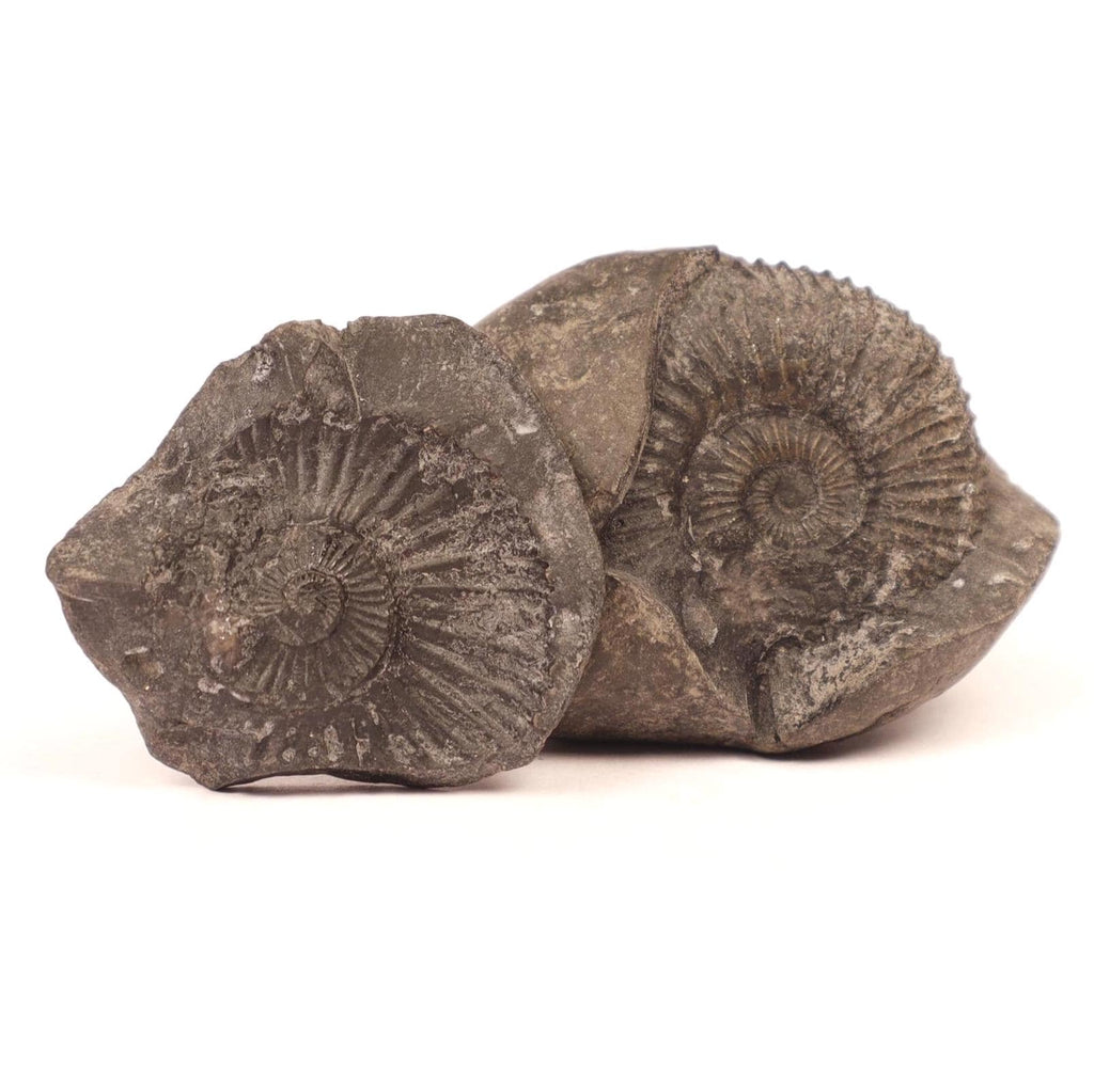 Laxmi Narayan Shaligram Stone - Good Luck, Prosperity, And Blessing Stone Straight From Kali Gandaki River Nepal