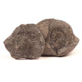 Laxmi Narayan Shaligram Stone - Good Luck, Prosperity, And Blessing Stone Straight From Kali Gandaki River Nepal