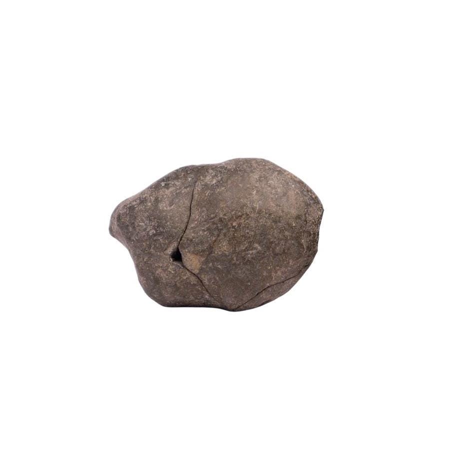 Laxmi Narayan Shaligram Stone - Good Luck, Prosperity, And Blessing Stone Straight From Kali Gandaki River Nepal