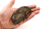 Krishna's FootPrint Shaligram, Natural Footprint Formation Shaligram Fossil, Must Have Shaligrama For Krishna Temple